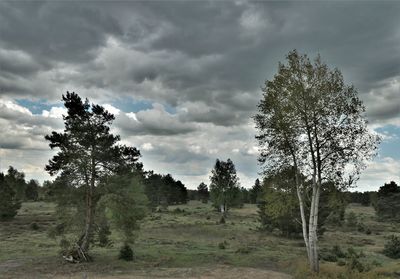 Pine trees on field against sky