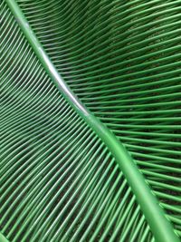 Full frame shot of palm leaves