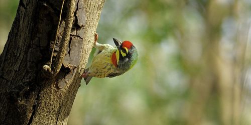 Close-up of butterfly perching on tree trunk