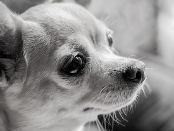 Close-up of a dog looking away