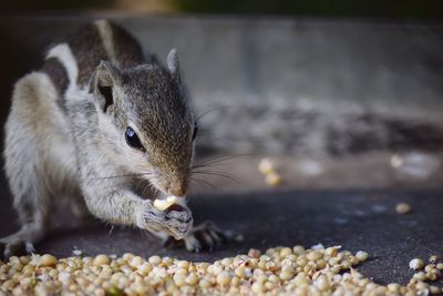 Close-up of chipmunk eating food