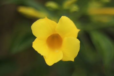 Close-up of yellow flowering plant