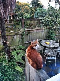 Cat on tree