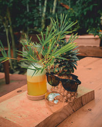 Close-up of potted plant on table