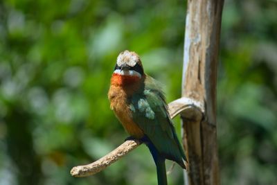 Close-up of bird perching on a branch at thesan diego zoo