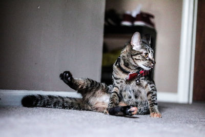 Close-up of cat relaxing at home