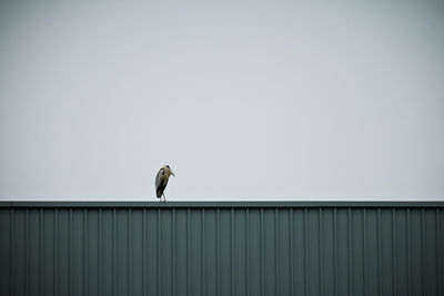 Low angle view of heron on metallic container against clear sky