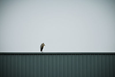 Low angle view of bird perching on wall
