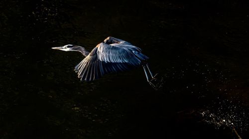 Side view of a bird flying