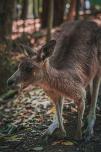 Close-up kangaroo in forest