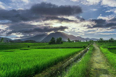 Scenic view of agricultural field against sky