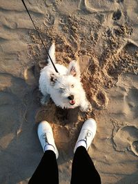 Low section of person with dog on the beach