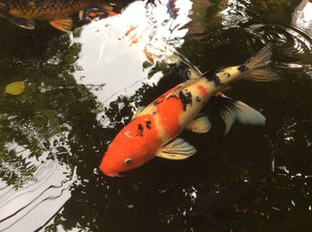 High angle view of koi carps swimming in water