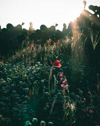 Close-up of red flowering plants on field