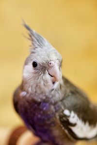 Close-up of cockatoo against yellow wall