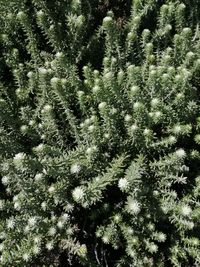 High angle view of tree in forest