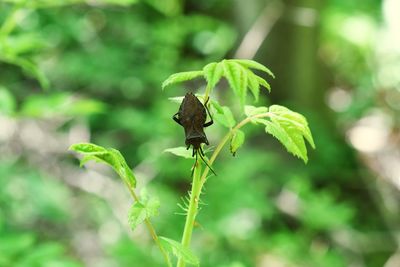 Close-up of insect on plant