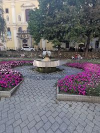 Pink flowers on footpath by street