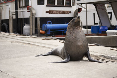Close-up of horse cart on street