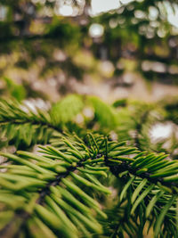 Close-up of pine tree