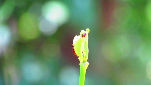 Close-up of flower bud