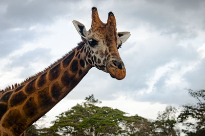 Low angle view of giraffe against sky