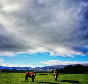 Cows grazing on field against sky