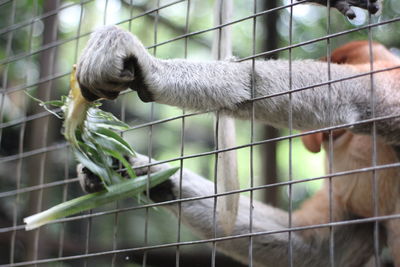 Close-up of proboscis monkey at the zoo