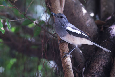 Close-up of bird perching on branch