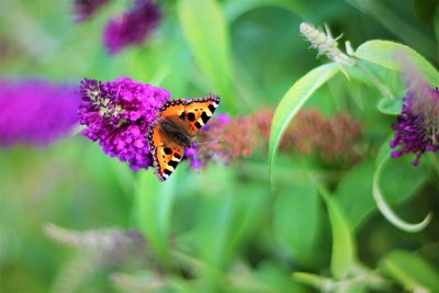 Close-up of butterfly pollinating on purple flower