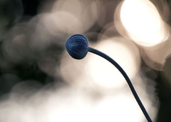 Close-up of plant against defocused background