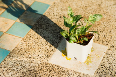 High angle view of potted plant on tiled floor