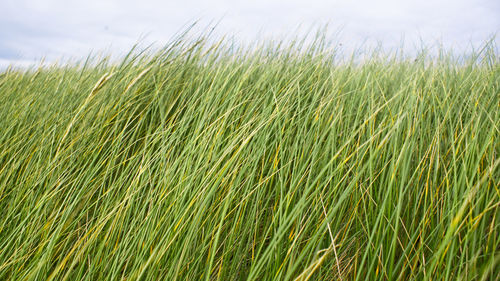 Close-up of wheat growing on field