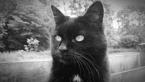 Portrait of black cat