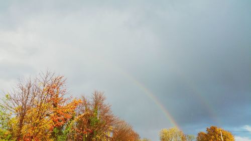 Low angle view of trees against cloudy sky