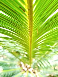 Close-up of palm tree leaves