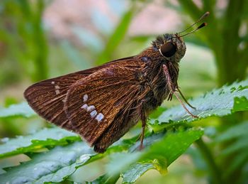 Close-up of butterfly pollinating flower
