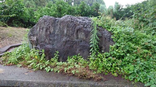 Close-up of plants against trees