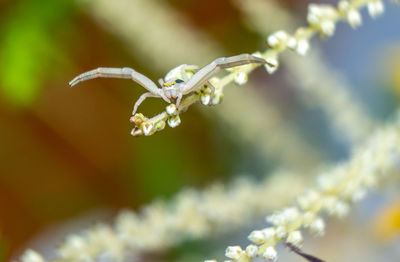 Close-up of white flowering plant