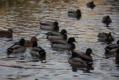 Ducks swimming in lake