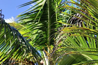 Low angle view of palm tree