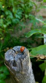 Close-up of ladybug on leaf