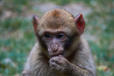 Portrait of monkey