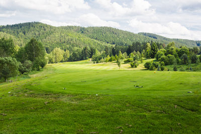 Scenic view of green landscape against sky