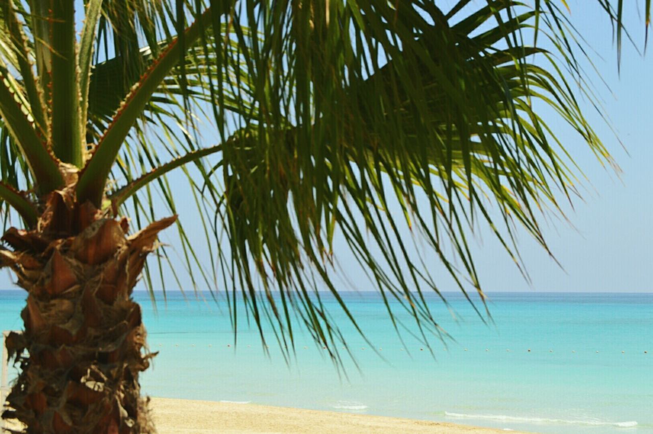 sea, palm tree, beach, horizon over water, tranquility, tree, water, nature, growth, beauty in nature, tranquil scene, scenics, tree trunk, sky, shore, palm leaf, branch, leaf, tropical climate, idyllic