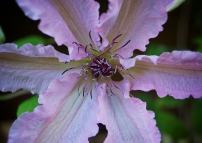 Close-up of pink flowers