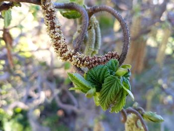 Close-up of plant growing outdoors