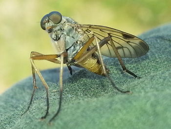 Close-up of insect
