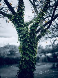 Close-up of pine tree branch during winter