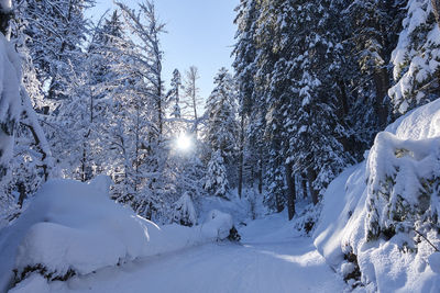 Snow covered trees against sky